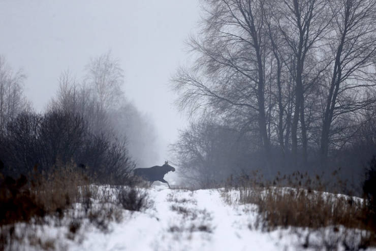 Animals Who Still Live In The Chernobyl Area Of Alienation