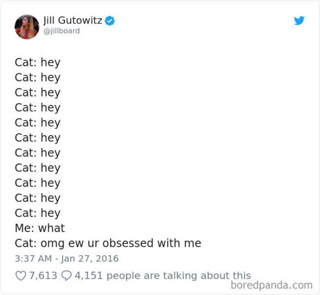 Funny Cat Tweets Are Purring Over