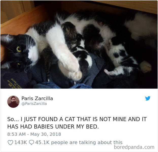 Funny Cat Tweets Are Purring Over