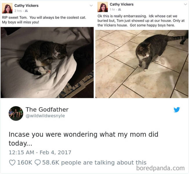 Funny Cat Tweets Are Purring Over