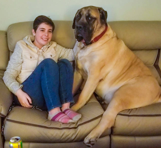 These Dogs Are Way Too Big