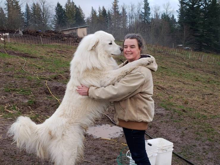 These Dogs Are Way Too Big