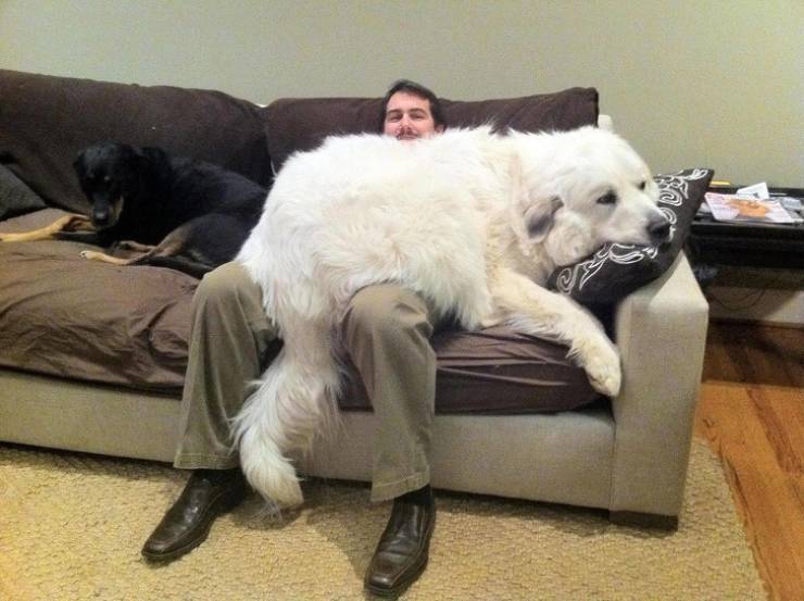 These Dogs Are Way Too Big