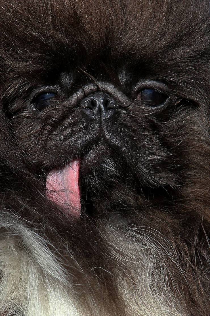 Behold, “World’s Ugliest Dog” Contenders!