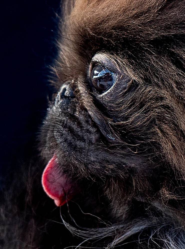 Behold, “World’s Ugliest Dog” Contenders!