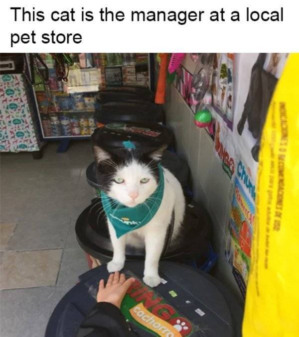 Cats Have To Earn Money, Too