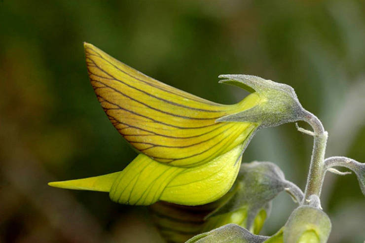 This Flower Looks Like It Attracts Hummingbirds. But It Doesn’t