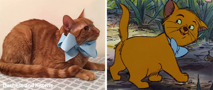 They Called Their Cat “Duchess”, And She Didn’t Disappoint