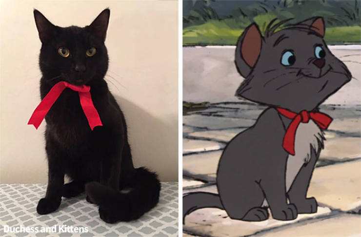 They Called Their Cat “Duchess”, And She Didn’t Disappoint