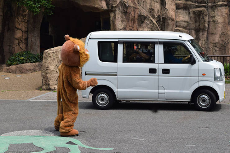 How Japanese Zoo Performs Lion Escape Drill
