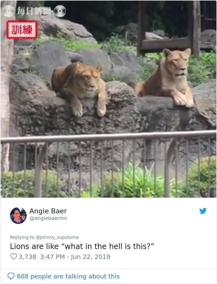 How Japanese Zoo Performs Lion Escape Drill