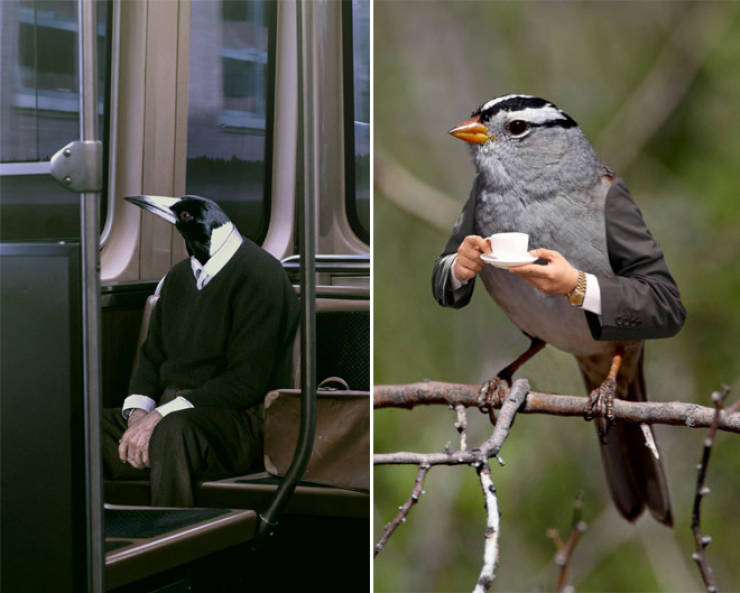 Birds Look Better With Human Arms…