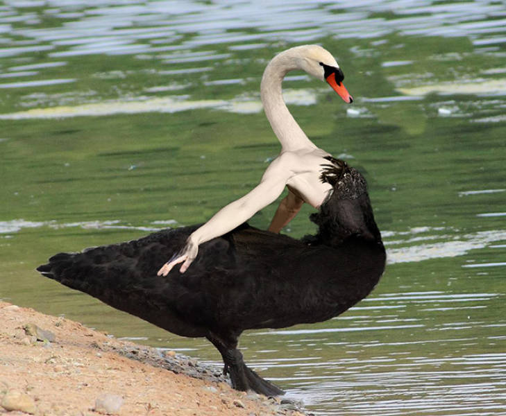 Birds Look Better With Human Arms…