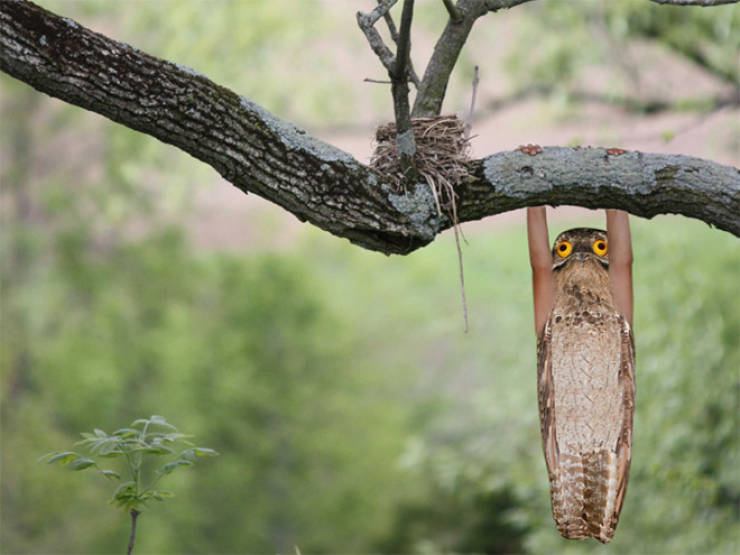 Birds Look Better With Human Arms…