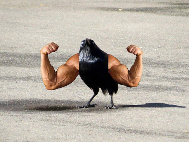 Birds Look Better With Human Arms…