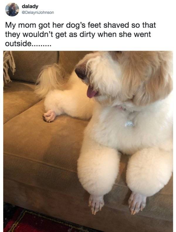 Dogs Who Have Had Enough