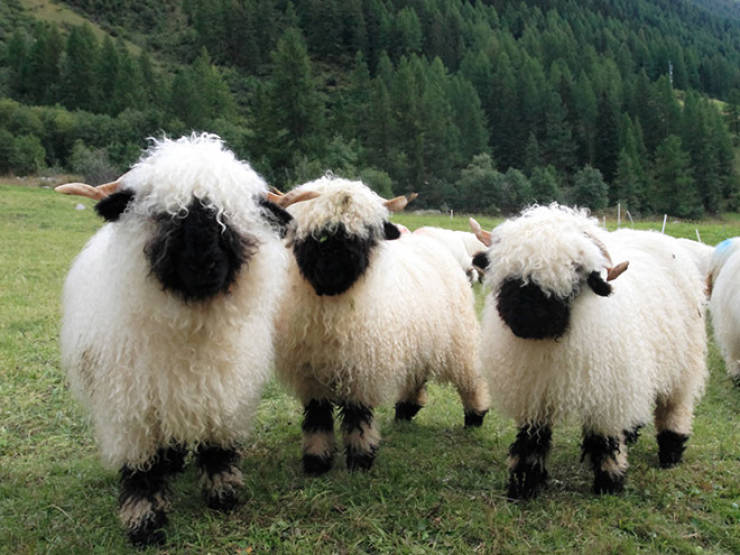 Valais Blacknose Sheep Always Look Like They’re Posing For a Heavy Metal Album Cover