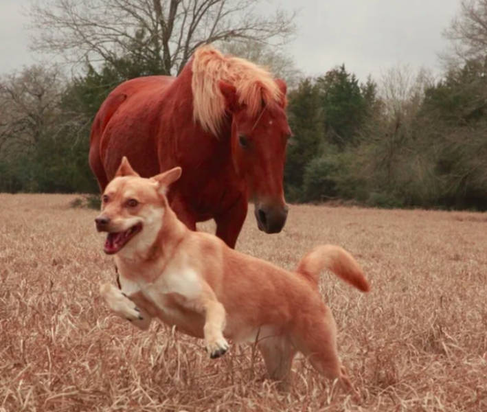 Emotions Of Surprised Animals Are 100% Pure