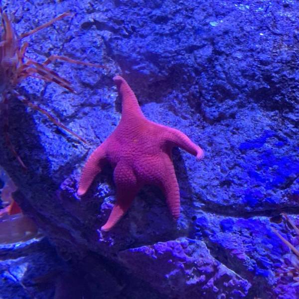 Patrick?! Is That Really You?!