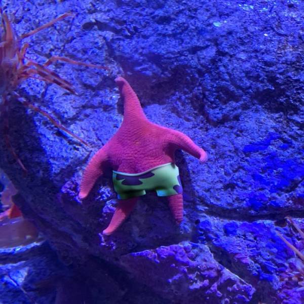 Patrick?! Is That Really You?!