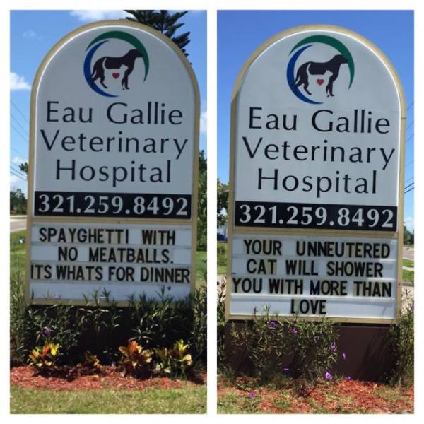 Vet Clinics Know How To Use Cat Jokes To Attract Customers