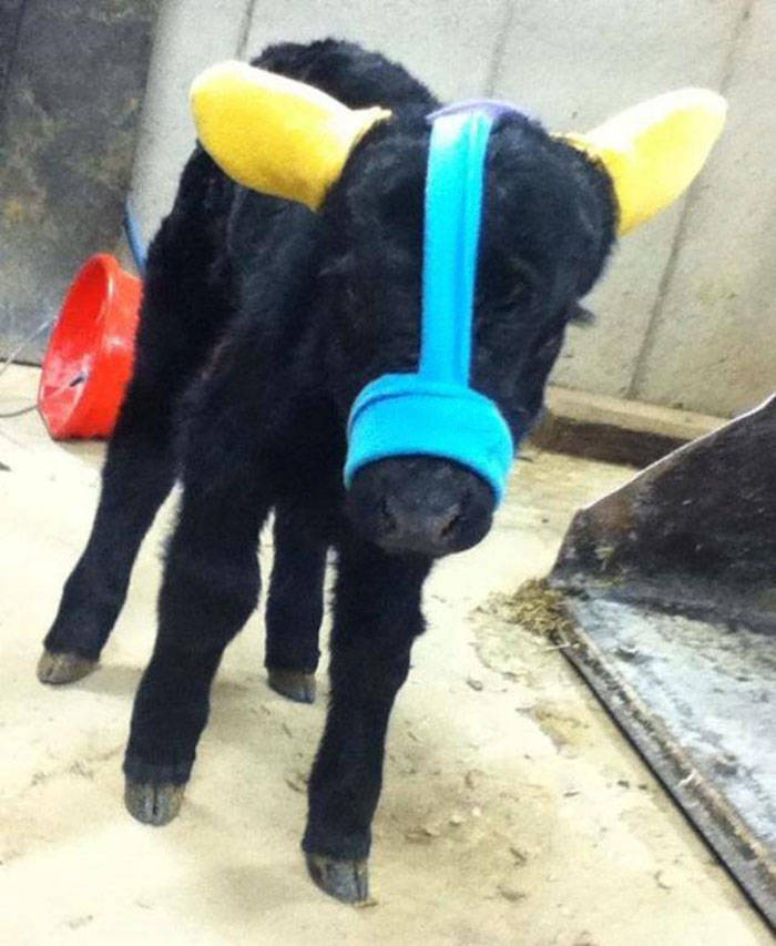 Cows In Earmuffs Is Cuteness Overload