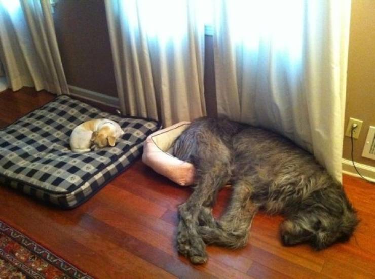 These Dogs Don’t Know Just How Big They Are