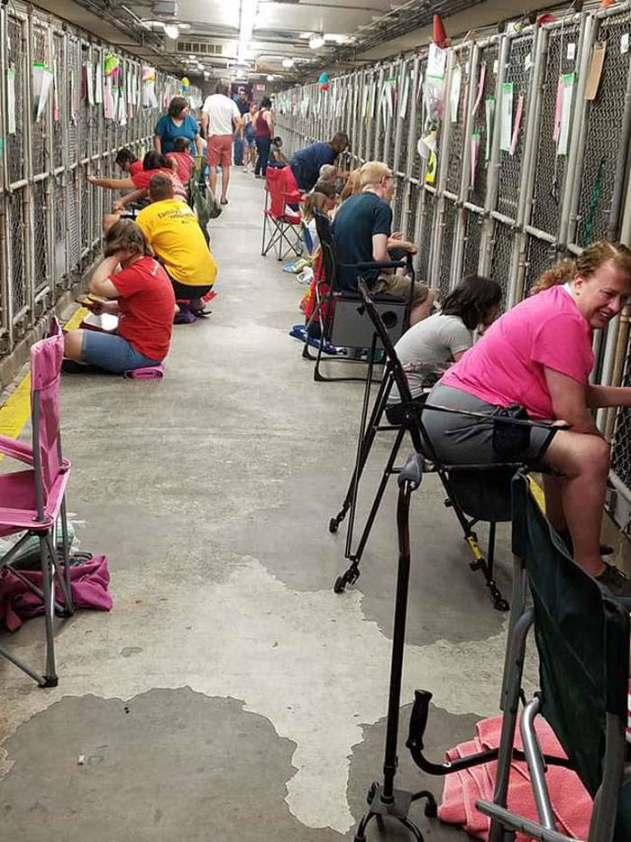 4th Of July Is Not Exactly A Holiday For Shelter Dogs, And Humans Were There To Fix It