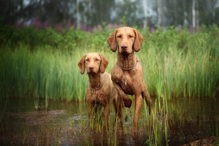Best Photos From The Kennel Club