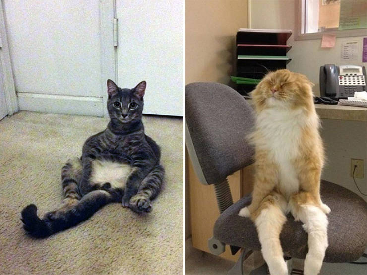 These Cats Don’t Know How Cats Sit…