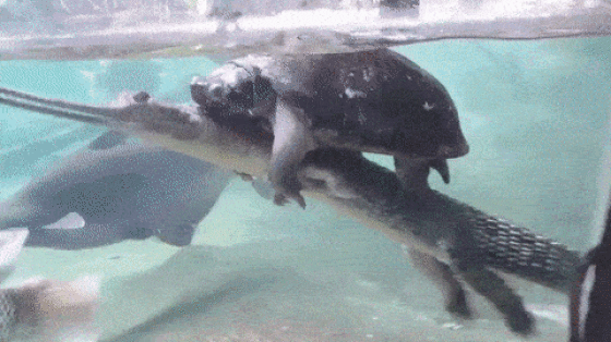 These Turtles Are Not Messing Around…