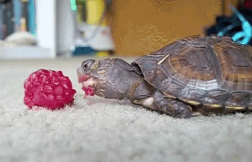 These Turtles Are Not Messing Around…