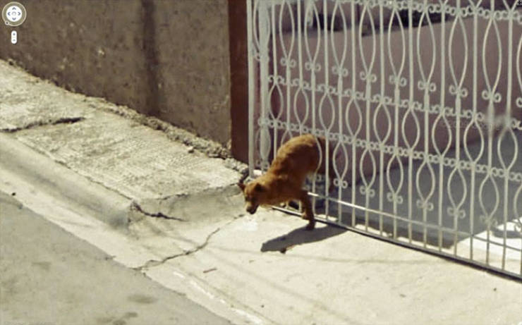 Google Street View Has The Most Unique Animal Photos