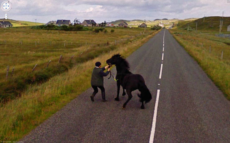 Google Street View Has The Most Unique Animal Photos