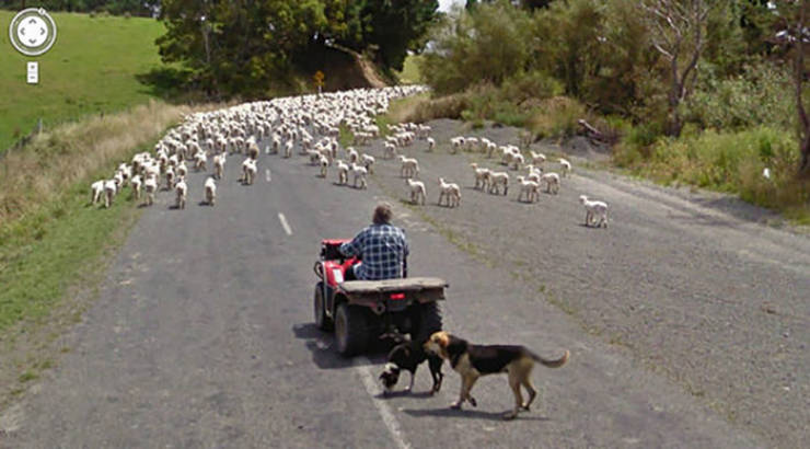 Google Street View Has The Most Unique Animal Photos