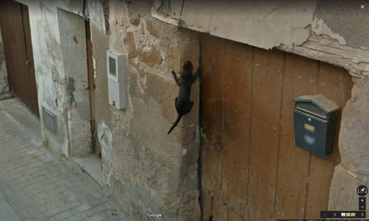 Google Street View Has The Most Unique Animal Photos
