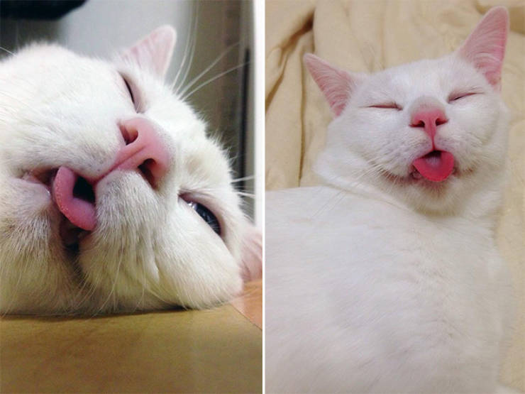Спать с высунутым языком. Белый котик с высунутым языком. Спящий кот с высунутым языком. Белый котик с языком.