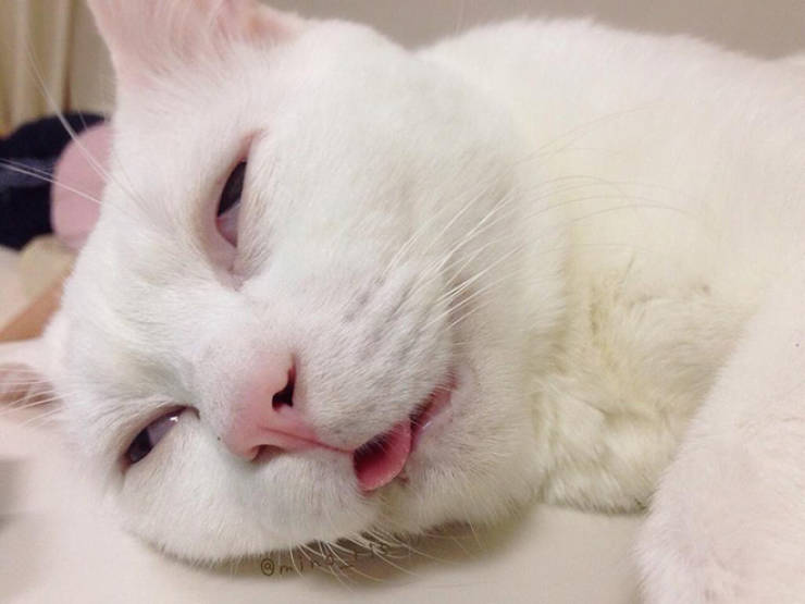 This Cat Doesn’t Have The Cutest Sleeping Face
