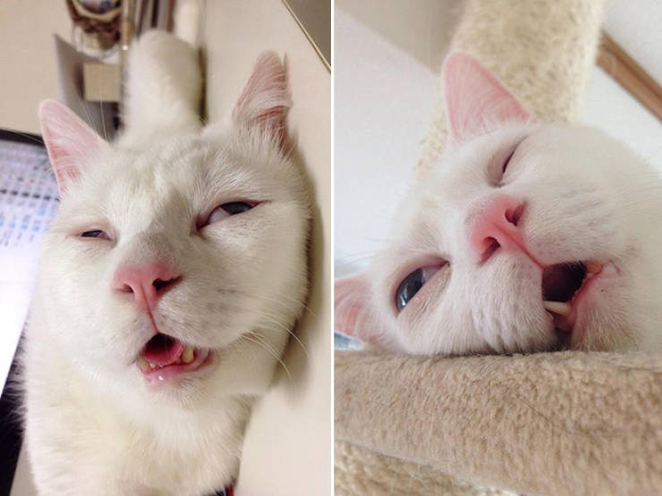 This Cat Doesn’t Have The Cutest Sleeping Face