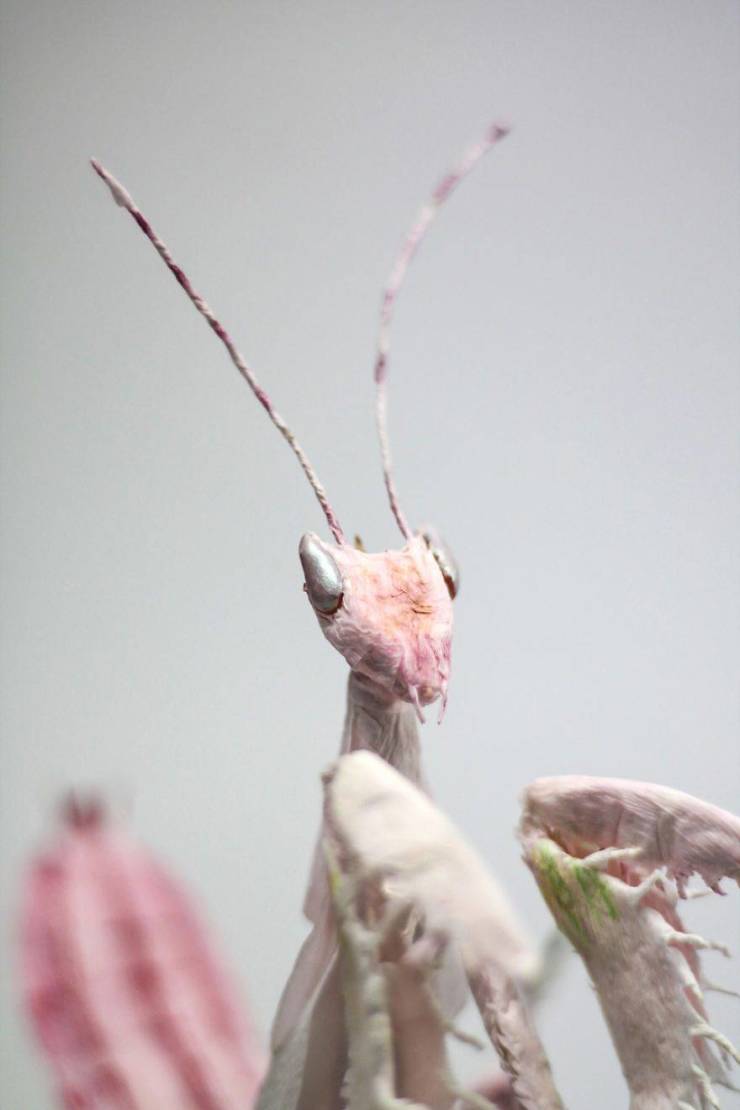 Artist Creates Hyper-Realistic Sculptures Out Of Simple Paper