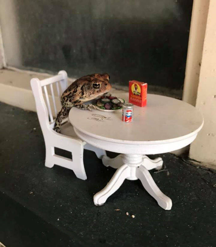 Life Of A Toad Living In A Dollhouse. What Else Do You Need?