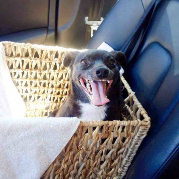 When Shelter Dogs Know They’re Finally Going Home