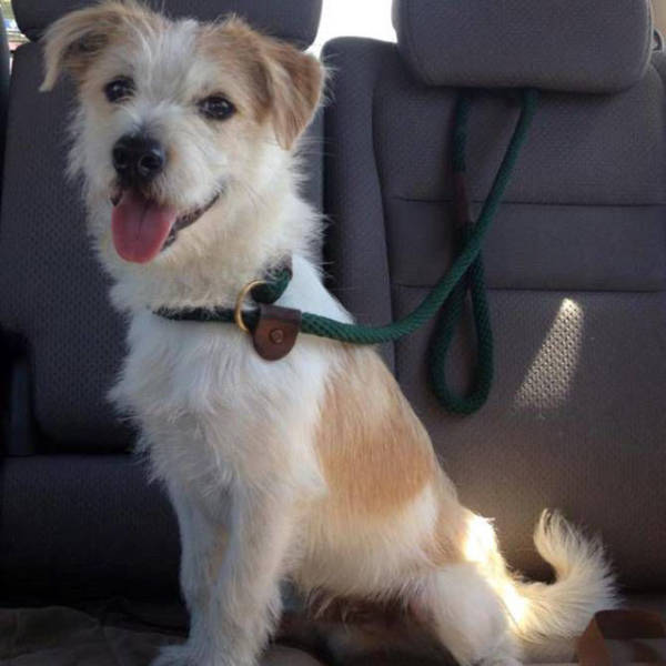 When Shelter Dogs Know They’re Finally Going Home