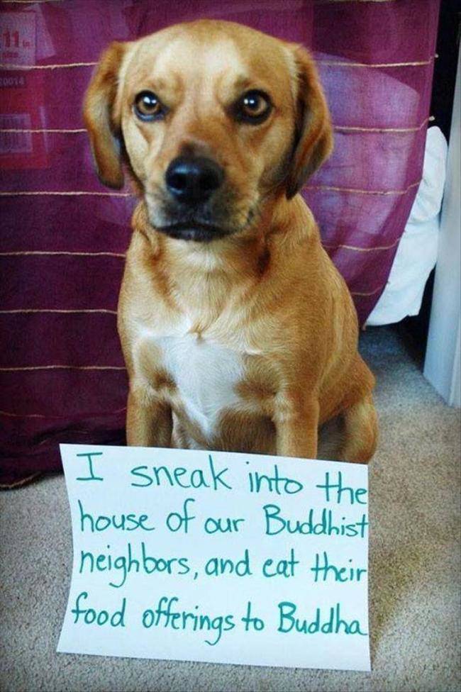 Dog Criminals Are Not So Uncommon