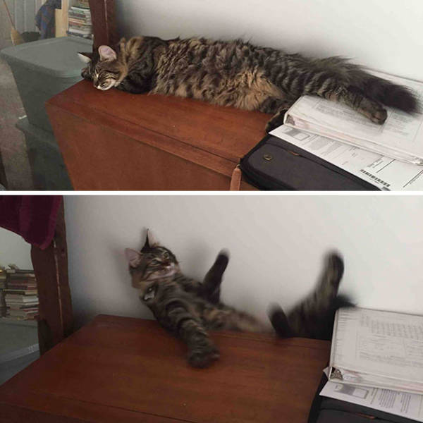 Cats Can Sleep Anywhere And In Any Position