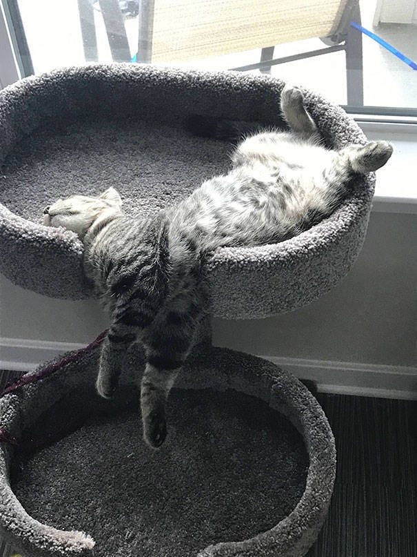 Cats Can Sleep Anywhere And In Any Position