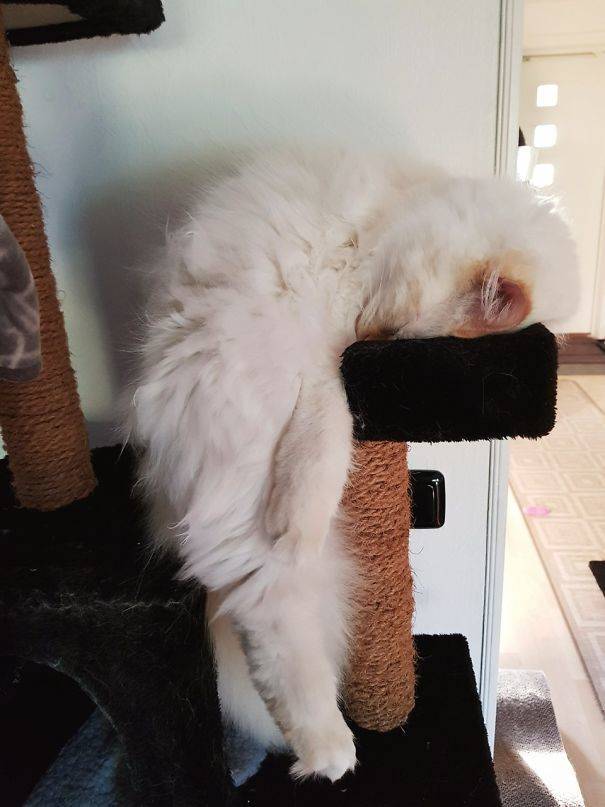 Cats Can Sleep Anywhere And In Any Position (40 pics)