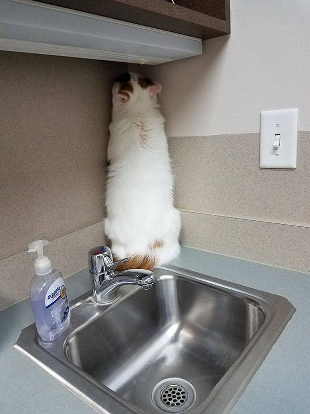 How Cats Avoid Those Awful Vets