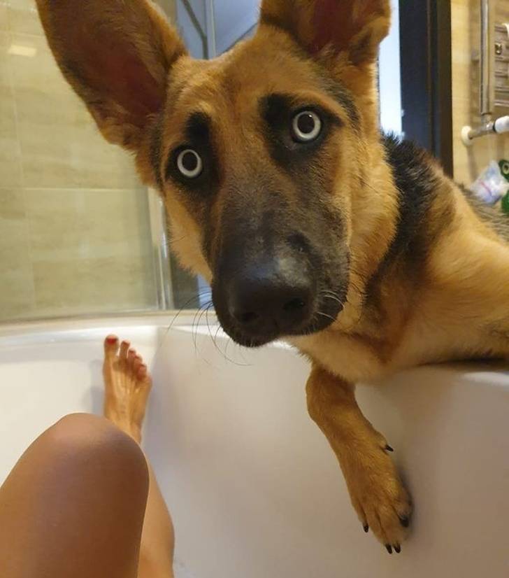 This Is Why You Totally Should Get A Pet