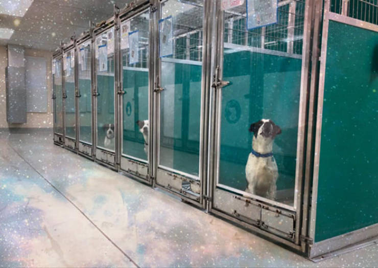Raid This Animal Shelter, Not “Area 51”